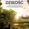 Dzikość